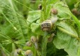 breeding-snails-the-land-of-snails-alexandria (4) .jpg