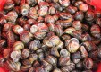 фрукты-салями-док-органические продукты-я-monrealesi-Палермо (10) .jpg