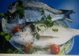 import-export-stockfish-baccala-lofoten-air-stockfish-genova- (7) .jpg