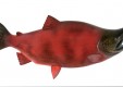 补充ω-3  - 虾青素的油 - 鲑鱼夏洛特皇后 - 热那亚（5）.JPG