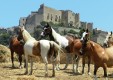 Sale-and-Training-Pferde-Sizilien-Italien- (10) .JPG
