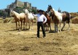 sale-and-training-horses-Sicily-Italy- (11) .JPG