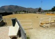 Sale-and-Training-Pferde-Sizilien-Italien- (3) .JPG