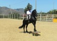 sale-and-training-horses-Sicily-Italy- (6) .JPG