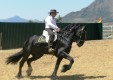 sale-and-training-horses-Sicily-Italy- (7) .JPG