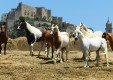 sale-and-training-horses-Sicily-Italy- (9) .JPG